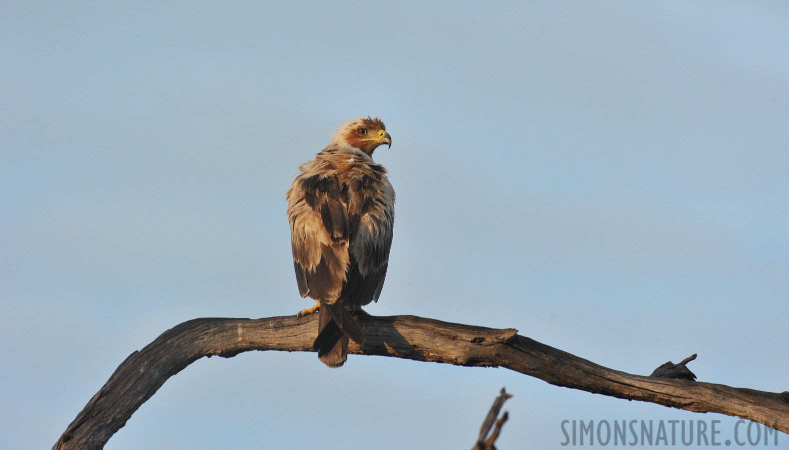 Aquila rapax rapax [550 mm, 1/1000 sec at f / 8.0, ISO 1600]